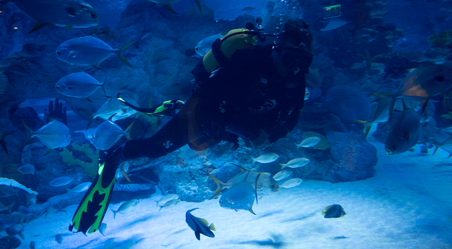 Emaar Akvaryum - Sualtı Hayvanat Bahçesi Etkinlik Afişi