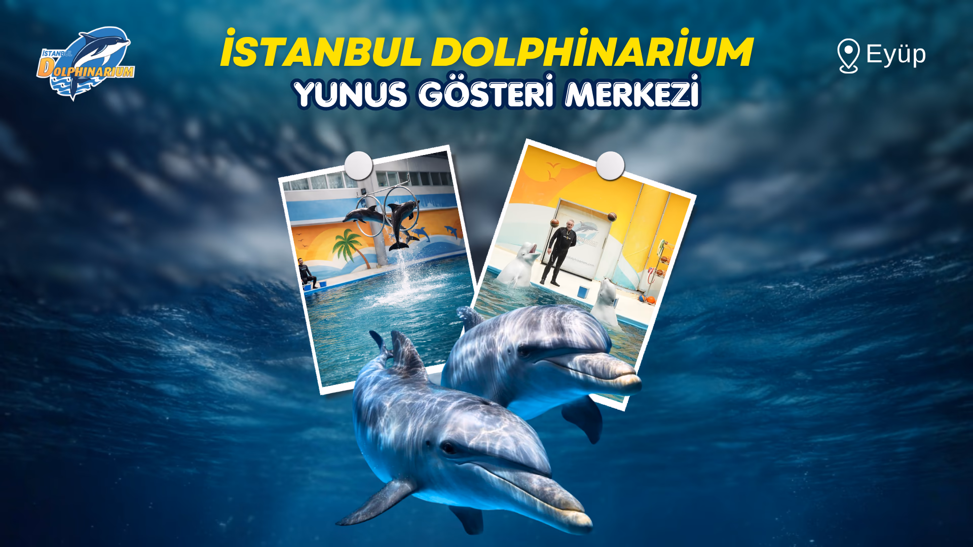 İstanbul Dolphinarium Yunus Gösterileri